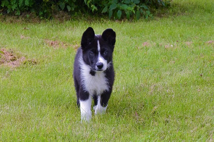 Black and white puppy exploring a field, related to bear with dogs.