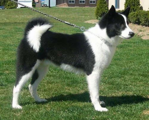 Black and white dog standing on grass, related to bear with dogs.