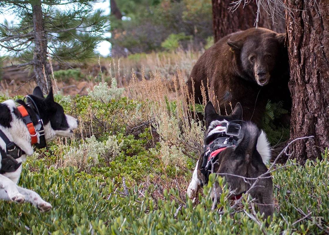 Bear observing dogs in a forest, highlighting bear with dogs.