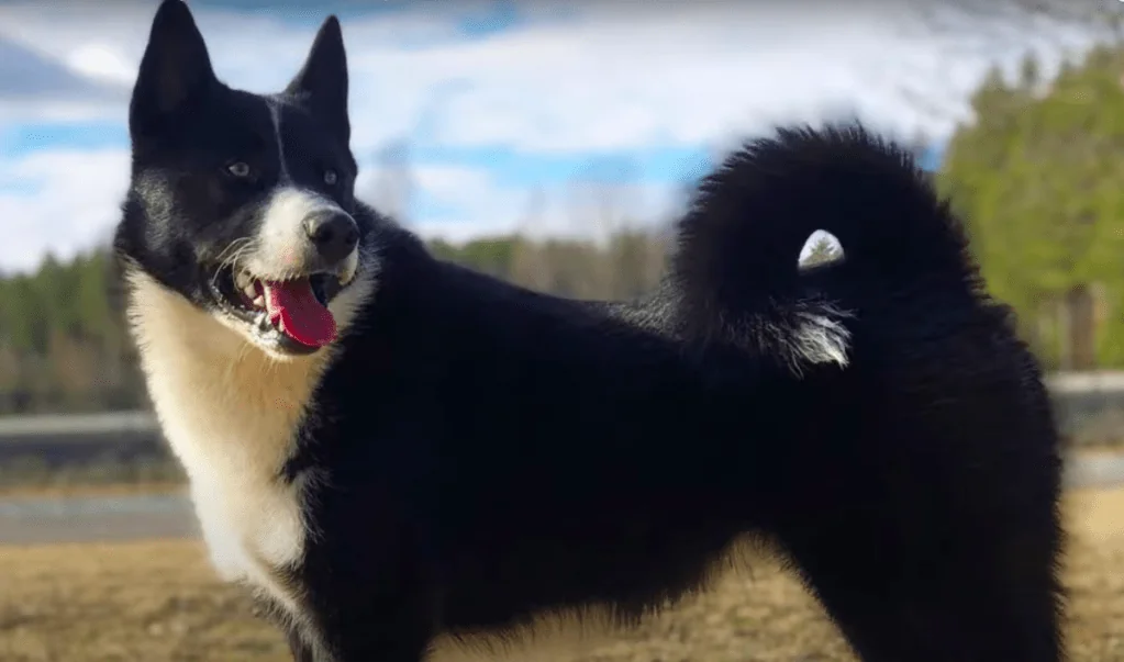 Black and white dog in a scenic setting, related to bear with dogs.