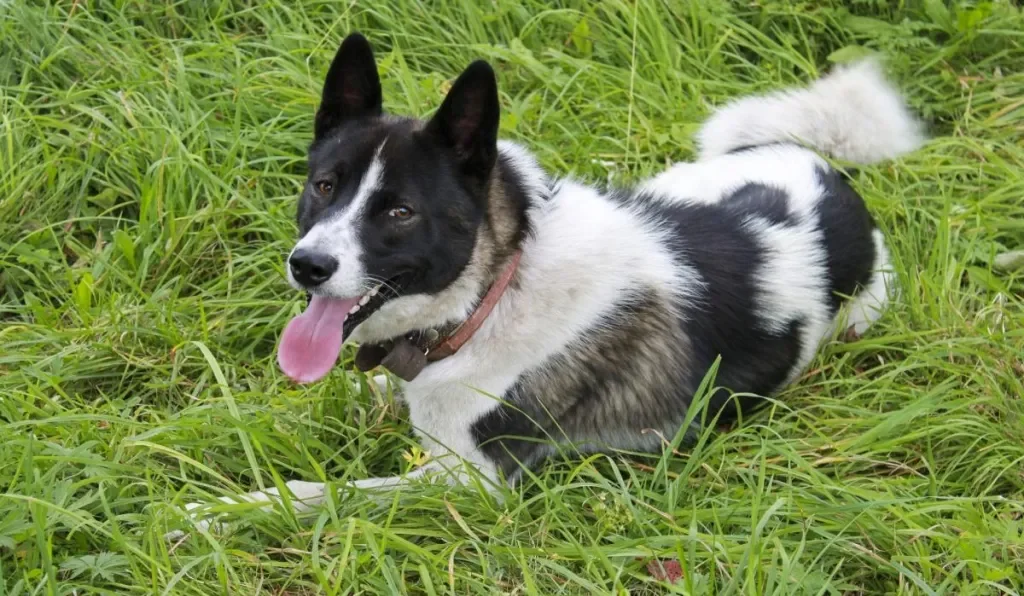 Happy dog lying on grass, related to bear with dogs.