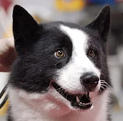 Close-up of a black and white dog's face, related to bear with dogs.